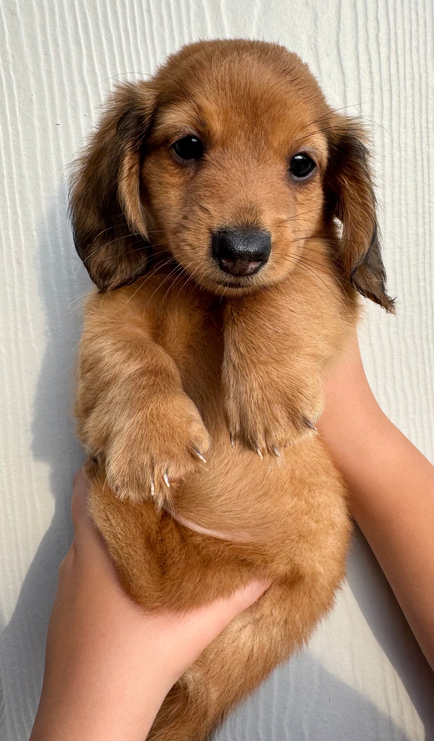 Ringo